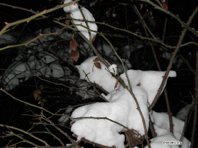 Вот так снег украсил кусты...<br />Декабрь,2007.
