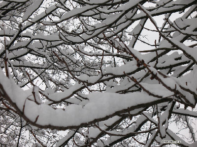 chisinau18.jpg (315.44 KiB) Viewed 49988 times Деревья нарядились к Новому году...<br />Декабрь,2007.