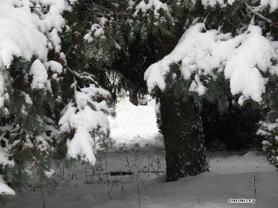 chisinau16.jpg (216.2 KiB) Viewed 50673 times Только зайчика не хватает.<br />Декабрь,2007
