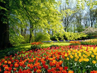 Keukenhof Gardens, Holland.jpg