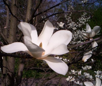 magnolia_3.jpg